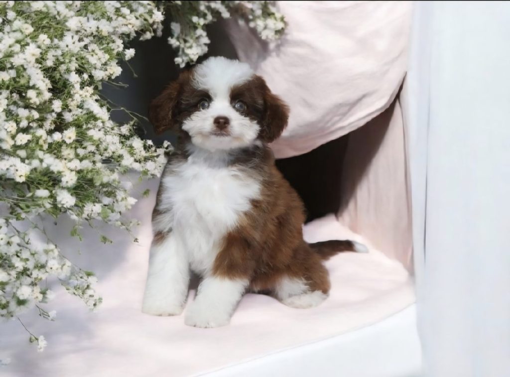 Brauner Welpe mit Blumen