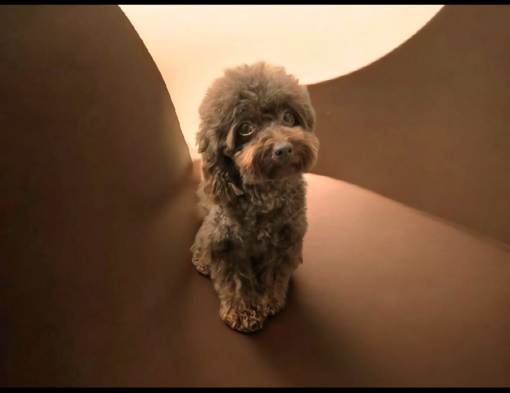 Kleiner Hund auf braunem Hintergrund