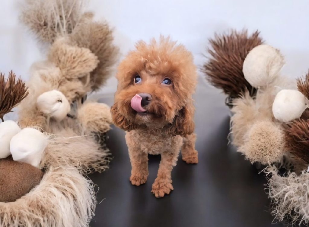 Brauner Hund zwischen Trockenblumen