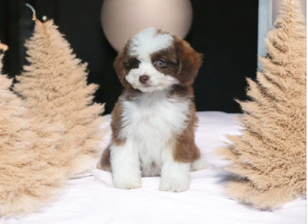 Hübscher Welpe zwischen Bäumen